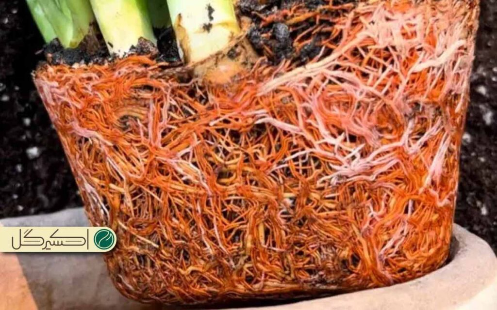 یکی از دلایل زرد شدن سانسوریا پر شدن ریشه در گلدان است