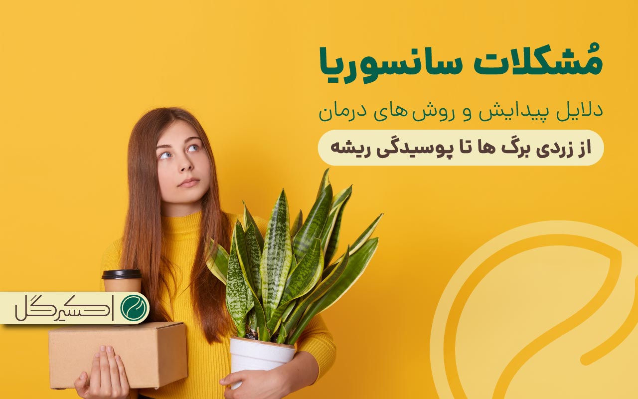 مشکلات سانسوریا