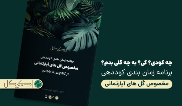 برنامه زمان بندی کوددهی گل های آپارتمانی