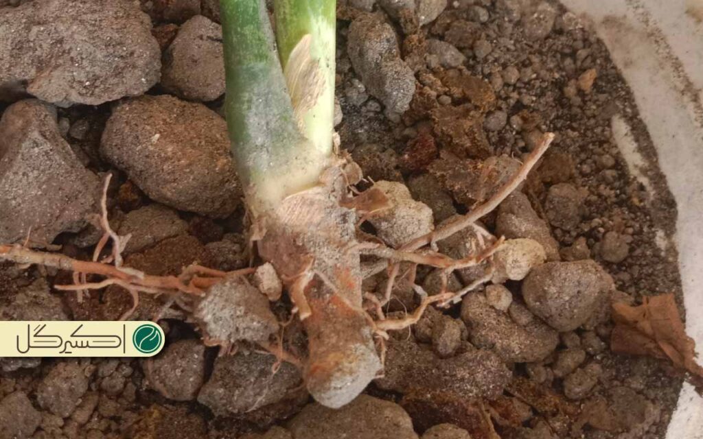 خاک اگر مناسب نباشد باعث میشود در رشد گیاه اختلال ایجاد کند