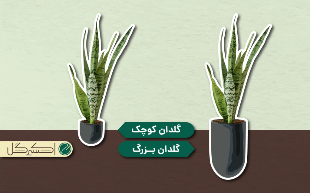 زمانی که گلدان نامناسب برای سانسوریا انتخاب میکنید منتظر توقف رشد سانسوریا و بسقیه مشکلات و بیماری ها باشید