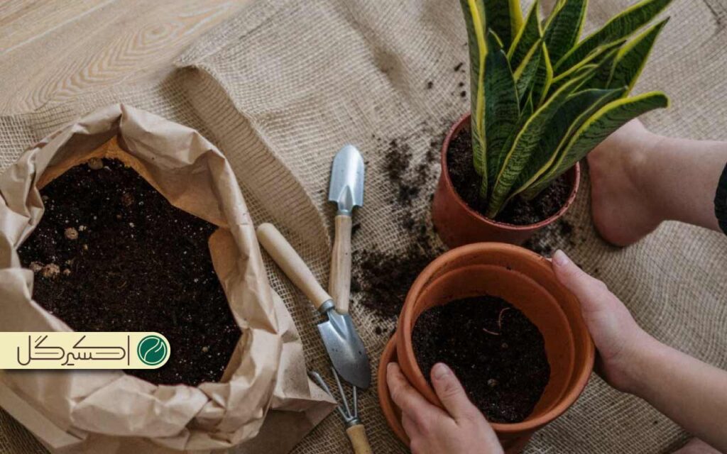 سبز شدن برگ گیاهان رنگی و ابلق ممکن است از دمای نامناسب و پی اچ نامناسب خاک هم باشد