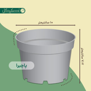 گلدان پاچیرا سایز 10